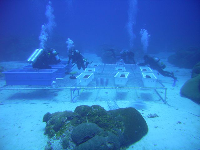 coral recuitment platform; Gulf of Mexico