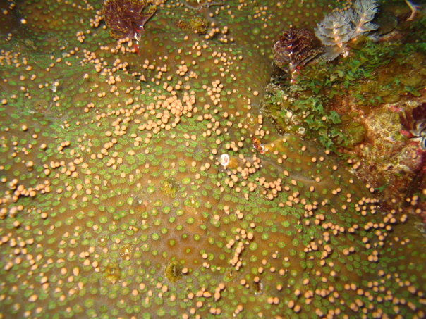 spawning Montastraea coral