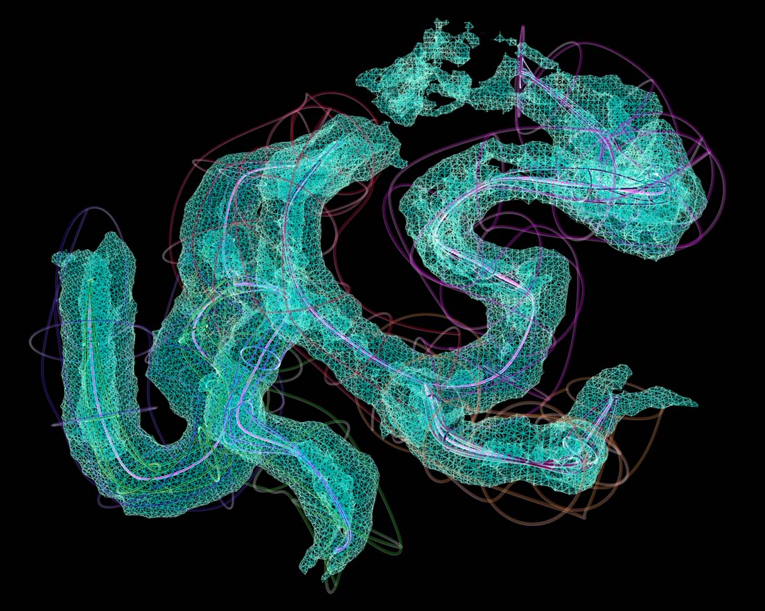 pronephros / pronephric nephron in Xenopus