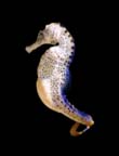 seahorse with brood pouch