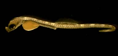 bay pipefish embryo