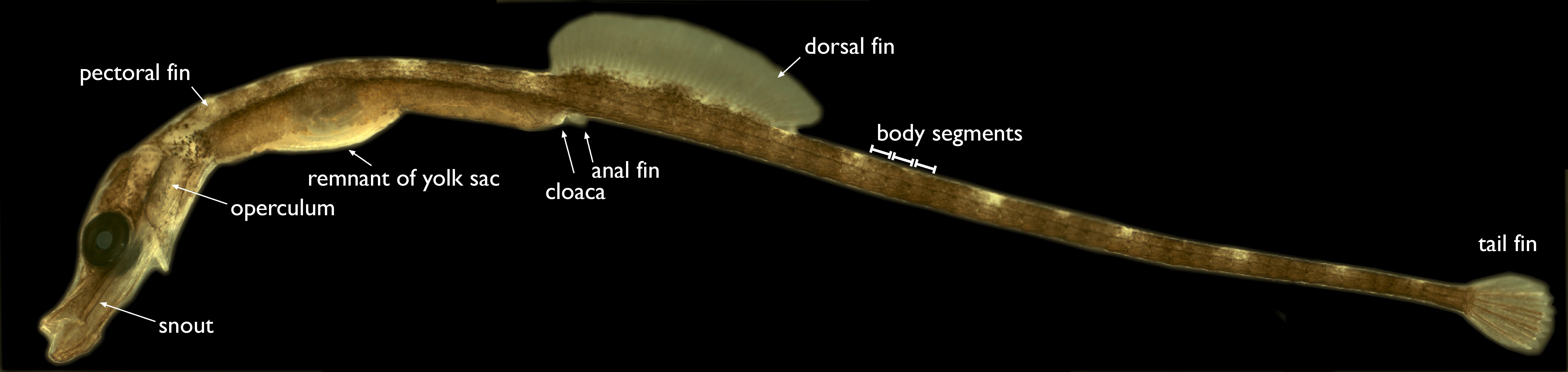 pipefish and seahorse embryos