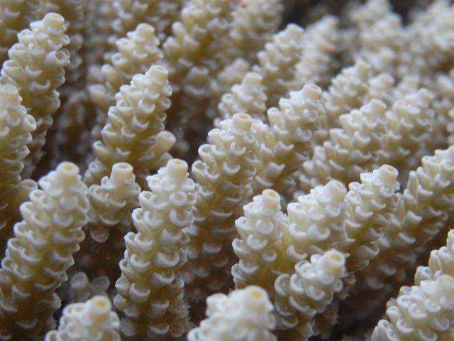 Acropora tenuis, Great Barrier Reef