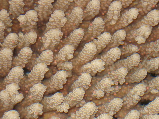 Acropora tenuis